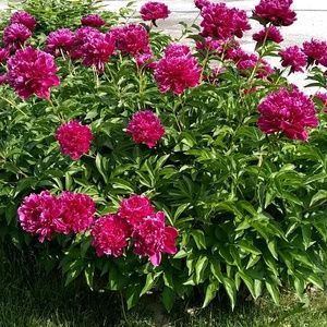 Meet your Posher, Jan